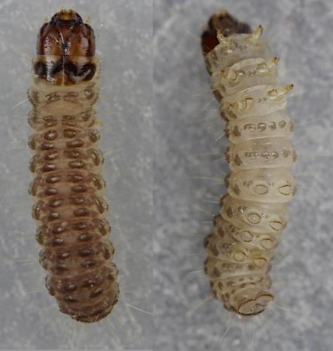 Triaxomera parasitella